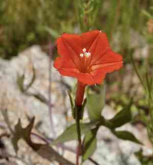 Trans-pecos morning-glory(Ipomoea cristulata)