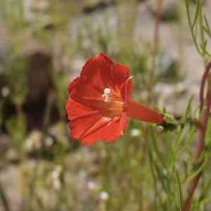 Trans-pecos morning-glory(Ipomoea cristulata)