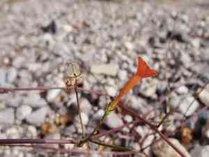 Trans-pecos morning-glory(Ipomoea cristulata)