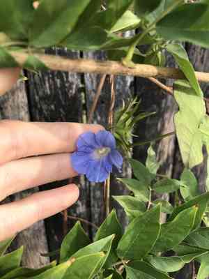Ivyleaf morning-glory(Ipomoea hederacea)