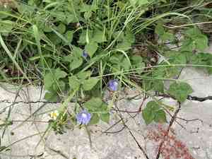 Ivyleaf morning-glory(Ipomoea hederacea)