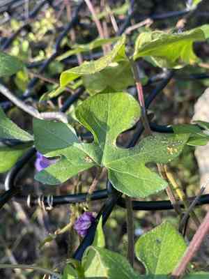 Ivyleaf morning-glory(Ipomoea hederacea)