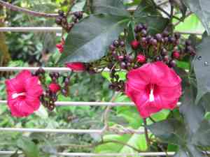 Cardinal creeper(Ipomoea horsfalliae)