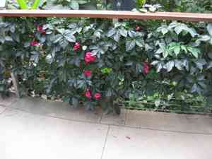 Cardinal creeper(Ipomoea horsfalliae)
