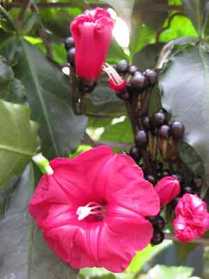 Cardinal creeper(Ipomoea horsfalliae)