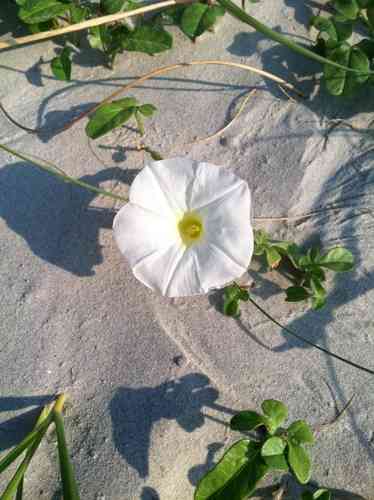 Beach morning-glory(Ipomoea imperati)