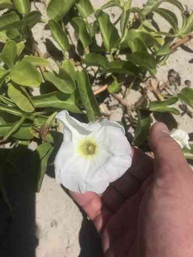 Beach morning-glory(Ipomoea imperati)