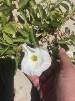 Beach morning-glory(Ipomoea imperati)