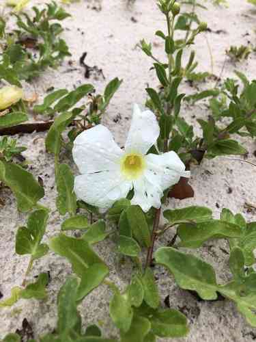 Beach morning-glory(Ipomoea imperati)