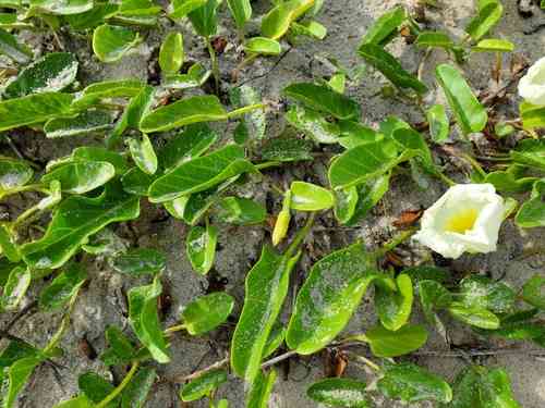 Beach morning-glory(Ipomoea imperati)