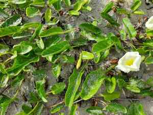 Beach morning-glory(Ipomoea imperati)