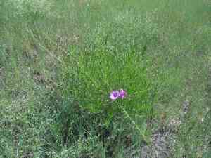 Bush morning glory(Ipomoea leptophylla)