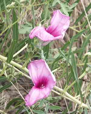 Bush morning glory(Ipomoea leptophylla)