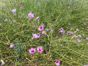 Bush morning glory(Ipomoea leptophylla)