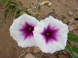 Pinkthroat morning glory(Ipomoea longifolia)