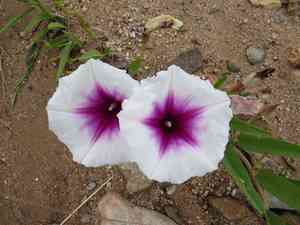 Pinkthroat morning glory(Ipomoea longifolia)