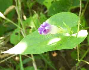 Meyer's morning-glory(Ipomoea meyeri)
