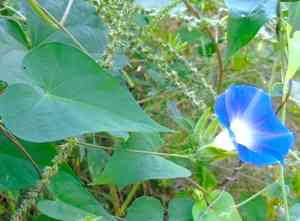 Meyer's morning-glory(Ipomoea meyeri)