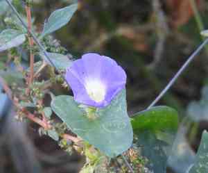 Meyer's morning-glory(Ipomoea meyeri)