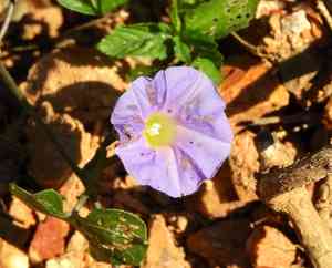 Meyer's morning-glory(Ipomoea meyeri)