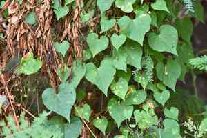 Obscure morning glory(Ipomoea obscura)