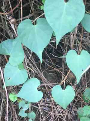 Obscure morning glory(Ipomoea obscura)