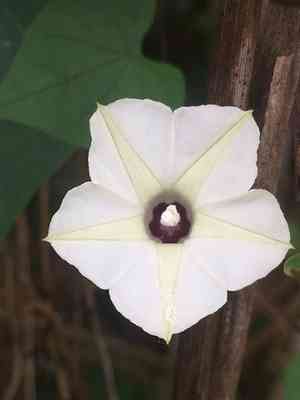 Obscure morning glory(Ipomoea obscura)