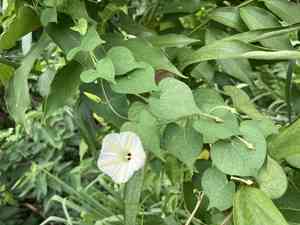 Obscure morning glory(Ipomoea obscura)