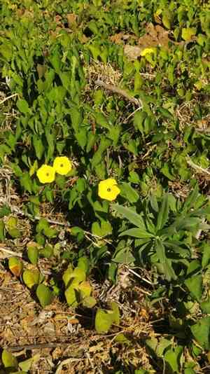 Fence morning-glory(Ipomoea ochracea)