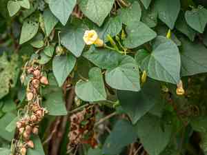 Fence morning-glory(Ipomoea ochracea)