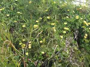 Fence morning-glory(Ipomoea ochracea)