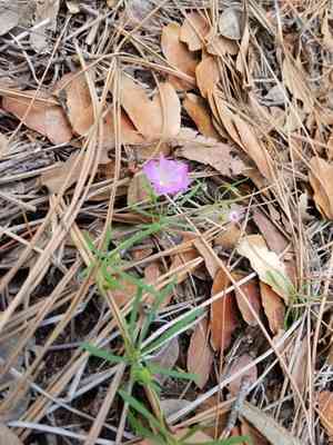 Huachuca mountain morning glory(Ipomoea plummerae)