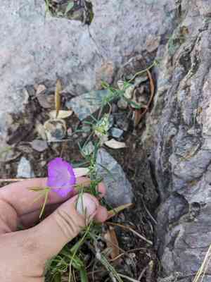 Huachuca mountain morning glory(Ipomoea plummerae)
