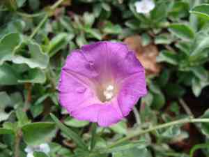 Huachuca mountain morning glory(Ipomoea plummerae)