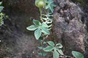 Silky morning glory(Ipomoea pubescens)