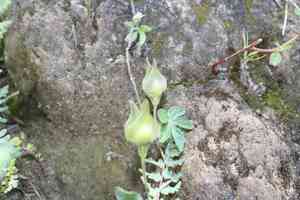 Silky morning glory(Ipomoea pubescens)