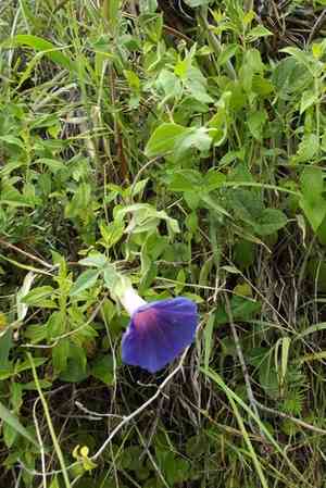 Silky morning glory(Ipomoea pubescens)