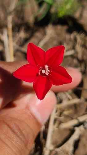 Cypress vine(Ipomoea quamoclit)