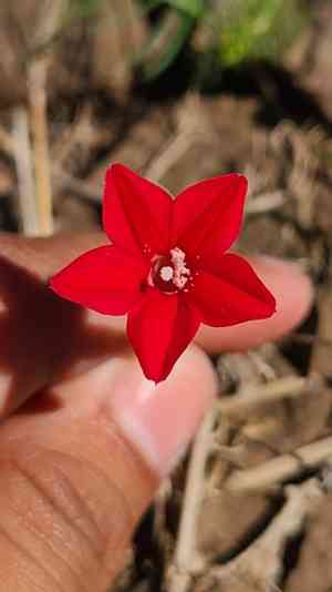 Cypress vine(Ipomoea quamoclit)