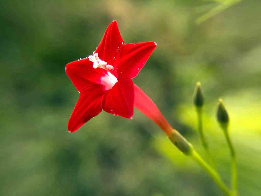 Cypress vine(Ipomoea quamoclit)