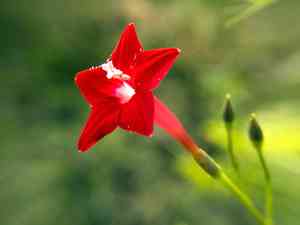 Cypress vine(Ipomoea quamoclit)