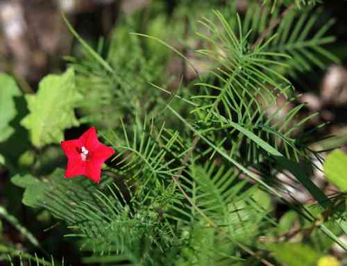 Cypress vine(Ipomoea quamoclit)