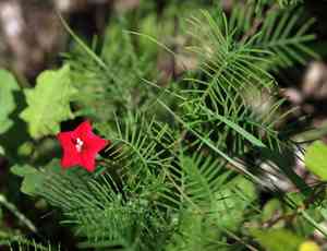 Cypress vine(Ipomoea quamoclit)