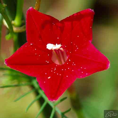 Cypress vine(Ipomoea quamoclit)