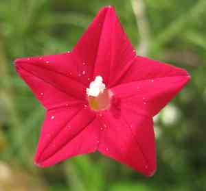 Cypress vine(Ipomoea quamoclit)