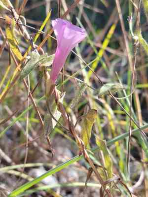 Rocklands morning-glory(Ipomoea tenuissima)