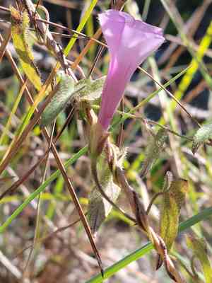 Rocklands morning-glory(Ipomoea tenuissima)