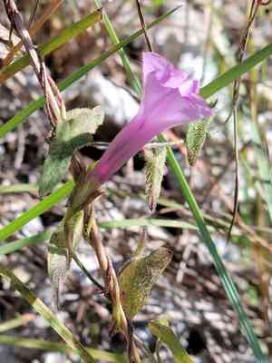 Rocklands morning-glory(Ipomoea tenuissima)