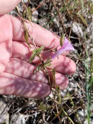 Rocklands morning-glory(Ipomoea tenuissima)