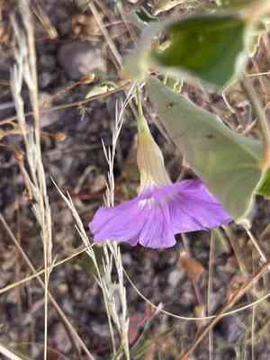 Triple-leaf morning glory(Ipomoea ternifolia)